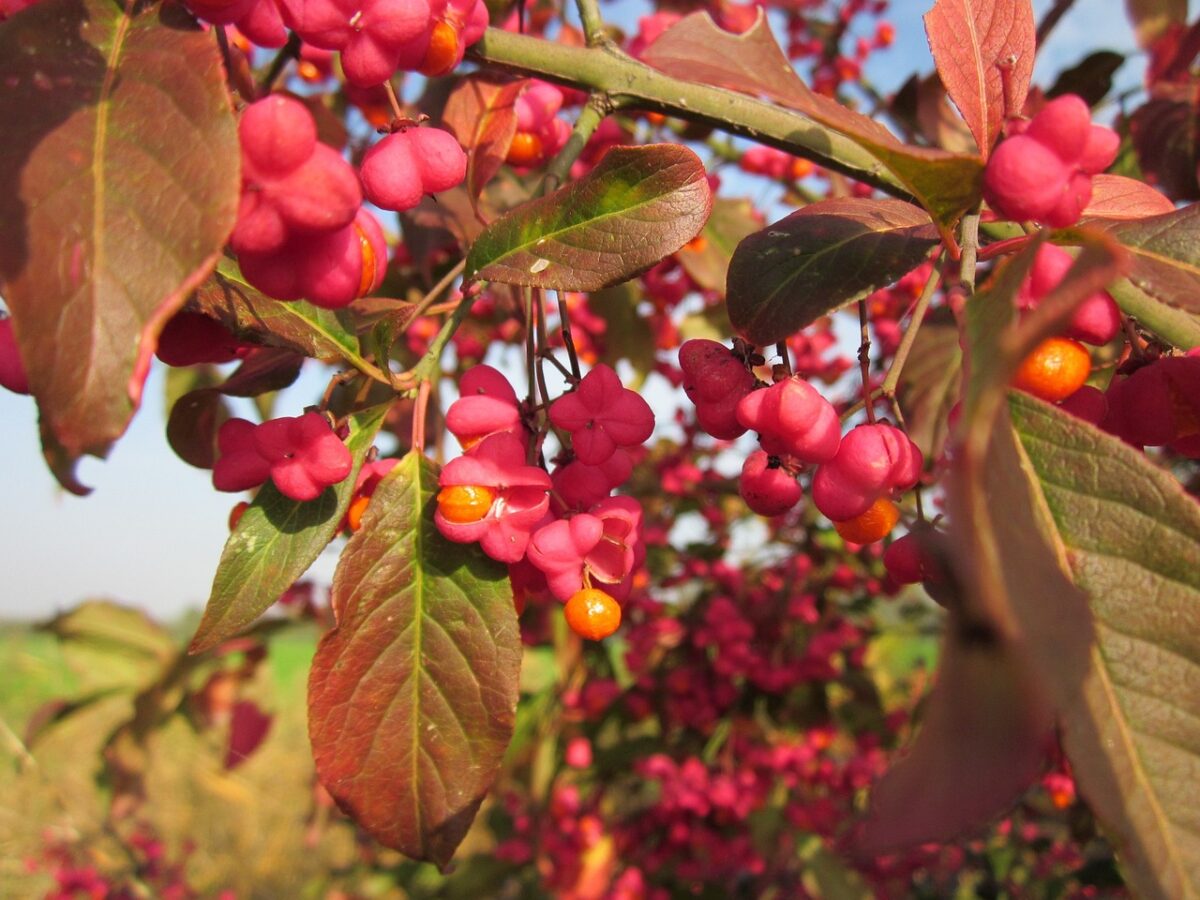 euonymus europaeus 844681 1280 euonymus europaeus 844681 1280