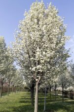 Pyrus Calleryana Chanticleer viale