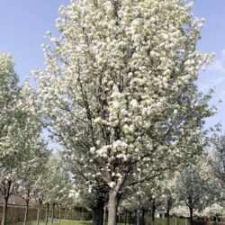 Pyrus Calleryana Chanticleer viale