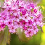 SPIRAEA BETULIFOLIA PINK SPARKLER