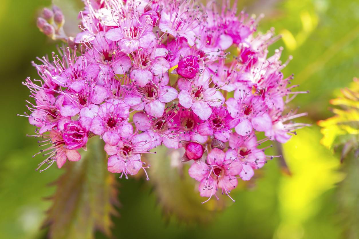 SPIRAEA BETULIFOLIA PINK SPARKLER SPIRAEA BETULIFOLIA PINK SPARKLER