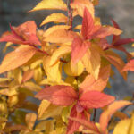 SPIRAEA JAPO. GOLDFLAME