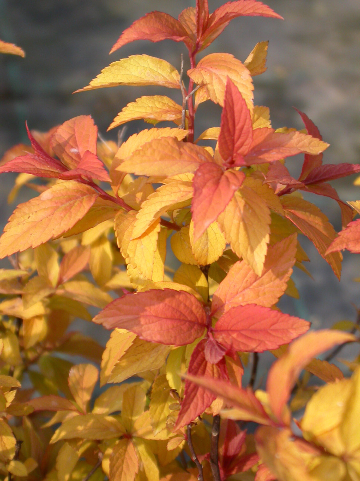 SPIRAEA JAPO. GOLDFLAME SPIRAEA JAPO. GOLDFLAME