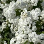 Spiraea Cantoniensis
