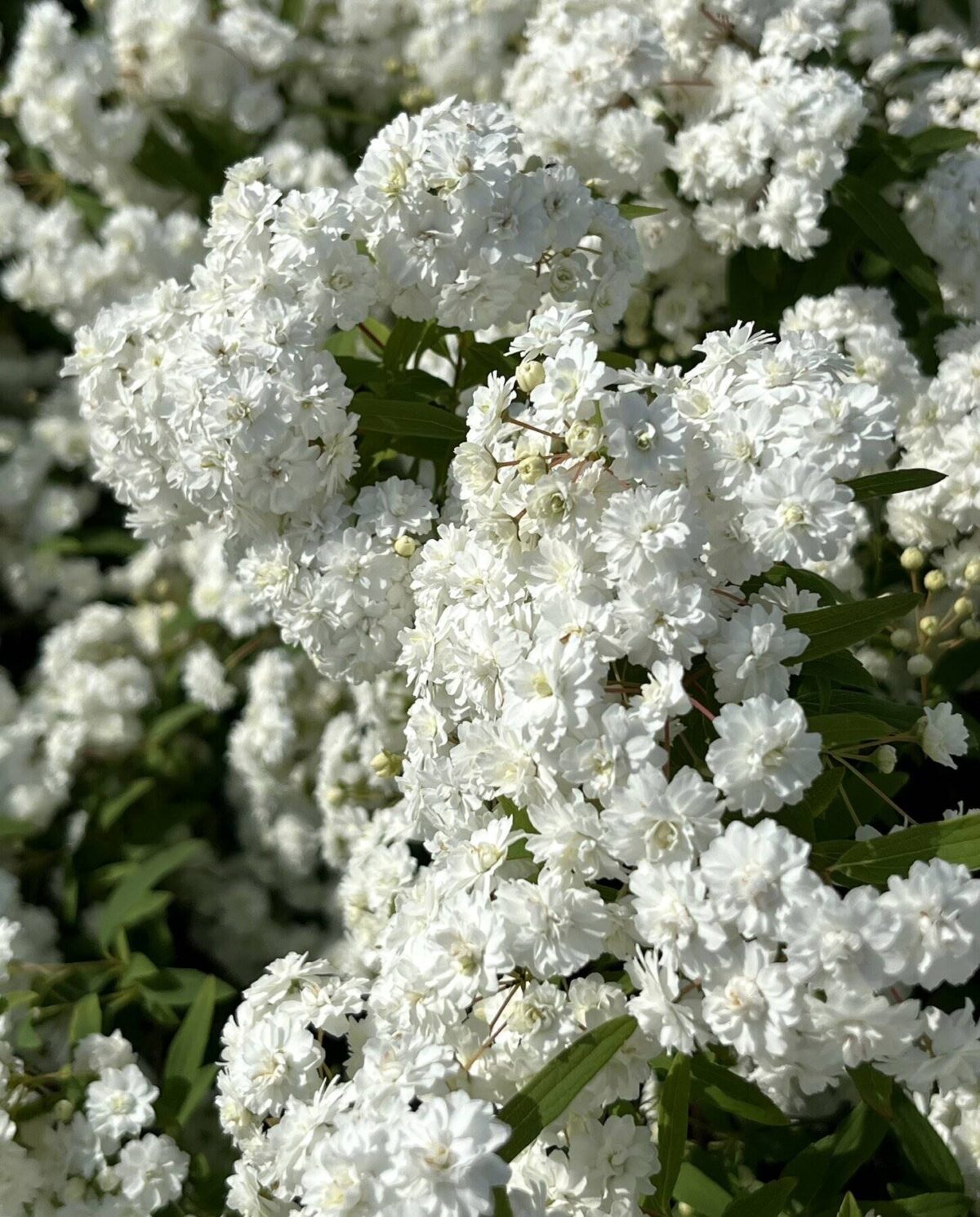 Spiraea Cantoniensis Spiraea Cantoniensis