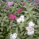 Spiraea japonica Genpei