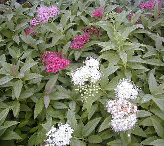 Spiraea japonica Genpei Spiraea japonica Genpei