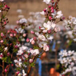 Spiraea thunbergii Fujino Pink