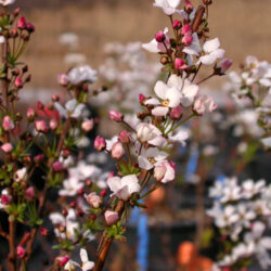Spiraea thunbergii Fujino Pink