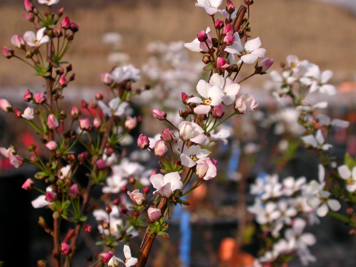Spiraea thunbergii Fujino Pink Spiraea thunbergii Fujino Pink