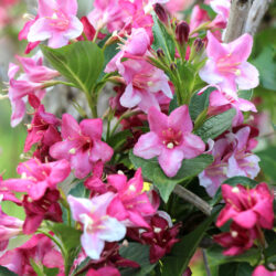 WEIGELA CARNAVAL