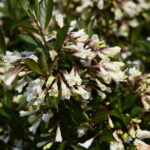 Weigela Black and White