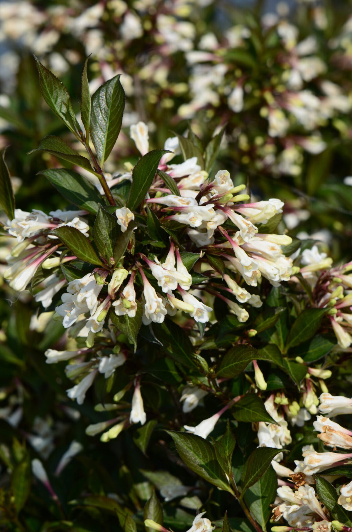 Weigela Black and White Weigela Black and White