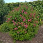 Weigela Stelzneri