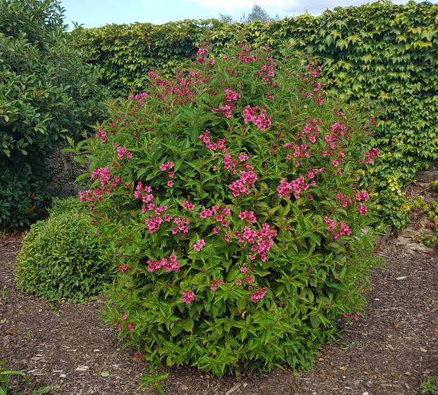 Weigela Stelzneri Weigela Stelzneri