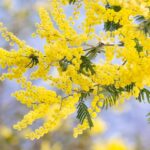acacia dealbata