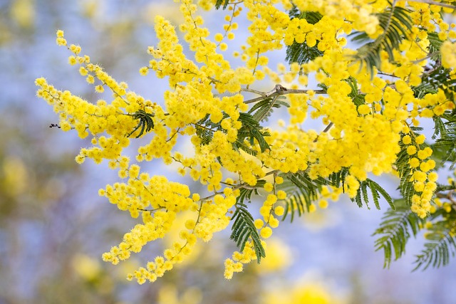 acacia dealbata acacia dealbata