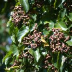 hovenia dulcis