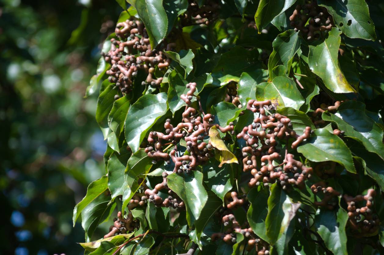 hovenia dulcis hovenia dulcis