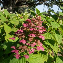 hydrangea paniculata wims red