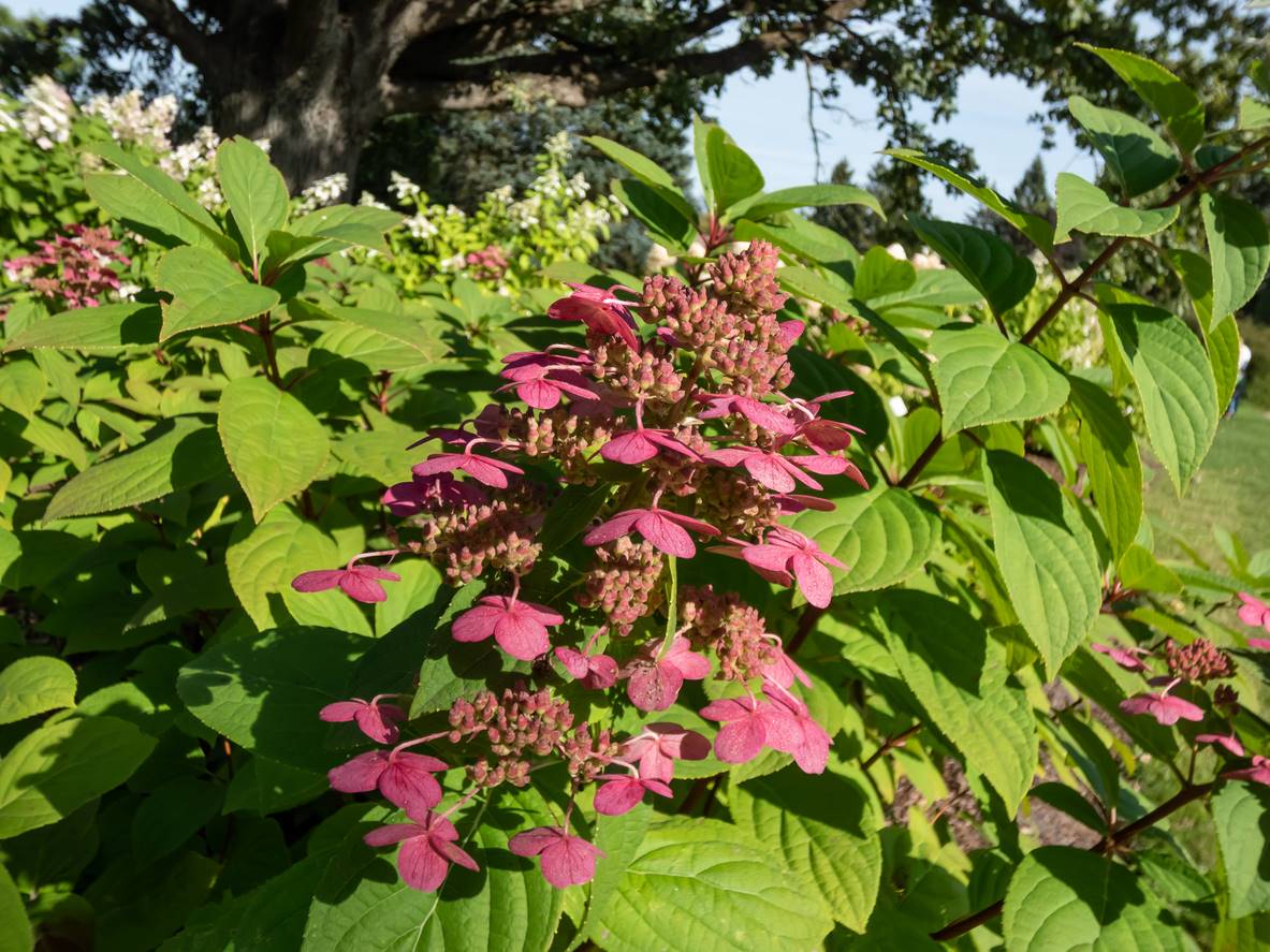 hydrangea paniculata wims red hydrangea paniculata wims red