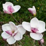 magnolia atlas