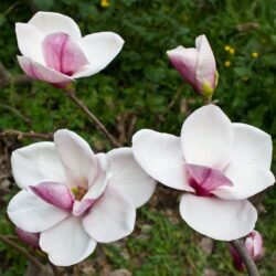 magnolia atlas
