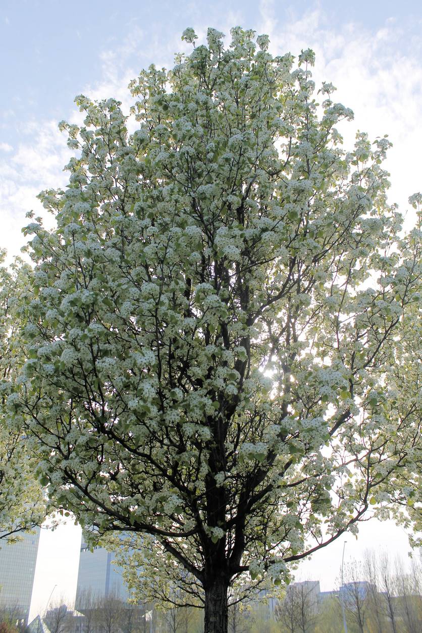 pyrus chanticleer pero da fiore pyrus chanticleer pero da fiore
