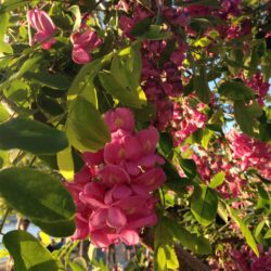 robinia georgia da torino