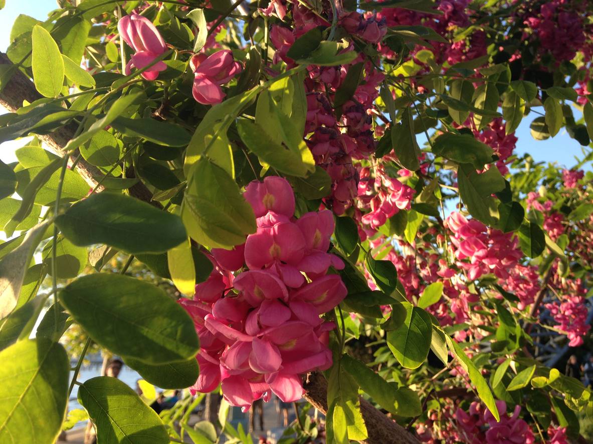 robinia georgia da torino robinia georgia da torino
