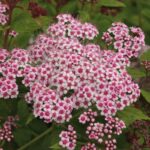 spiraea japonica sparkling champagne