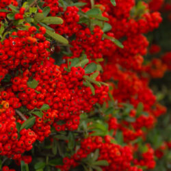cotonaster lacteus
