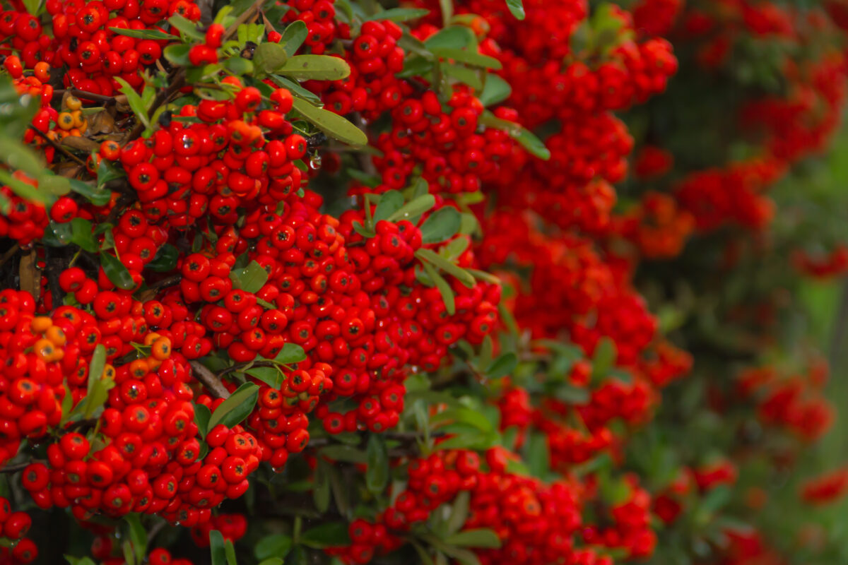 cotonaster lacteus cotonaster lacteus