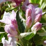 weigela 5142176 640