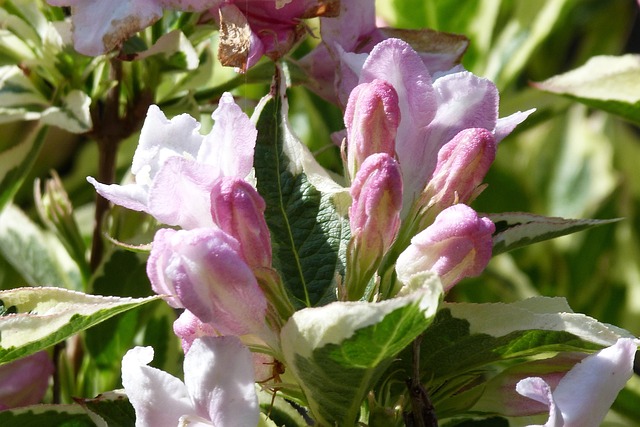weigela 5142176 640 weigela 5142176 640
