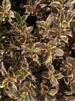 weigela all summer monet det