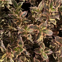 weigela all summer monet det