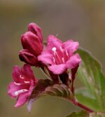 weigela florida alexandra