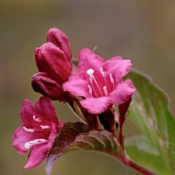 weigela florida alexandra