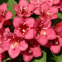 weigela florida bristol ruby