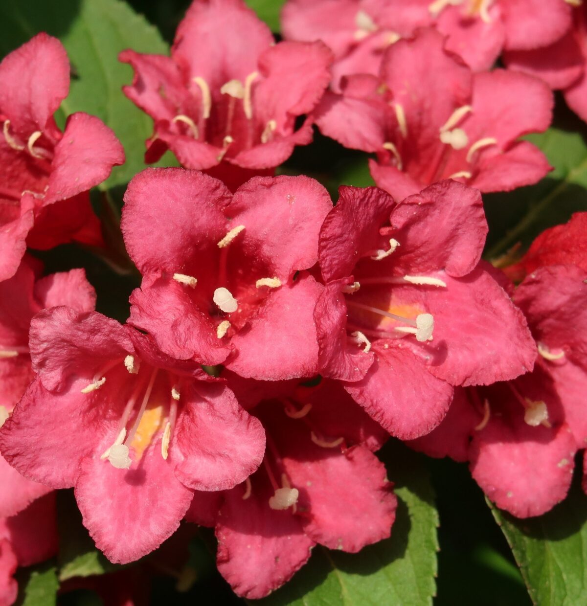 weigela florida bristol ruby weigela florida bristol ruby