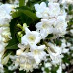 weigela florida snowflake
