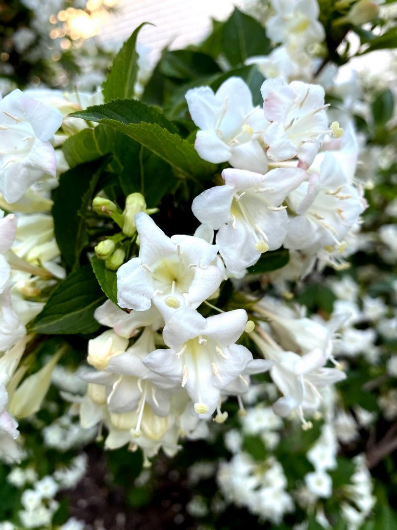 weigela florida snowflake weigela florida snowflake