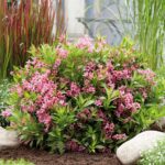 weigela picobella rosa