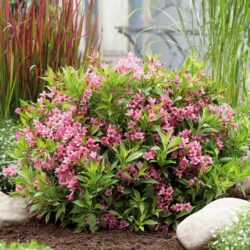 weigela picobella rosa