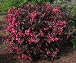 weigela florida alexandra
