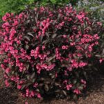 weigela florida alexandra