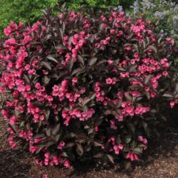 weigela florida alexandra