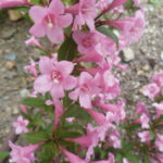 weigela florida pink poppet 1