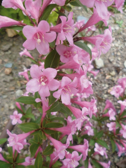 weigela florida pink poppet 1 weigela florida pink poppet 1